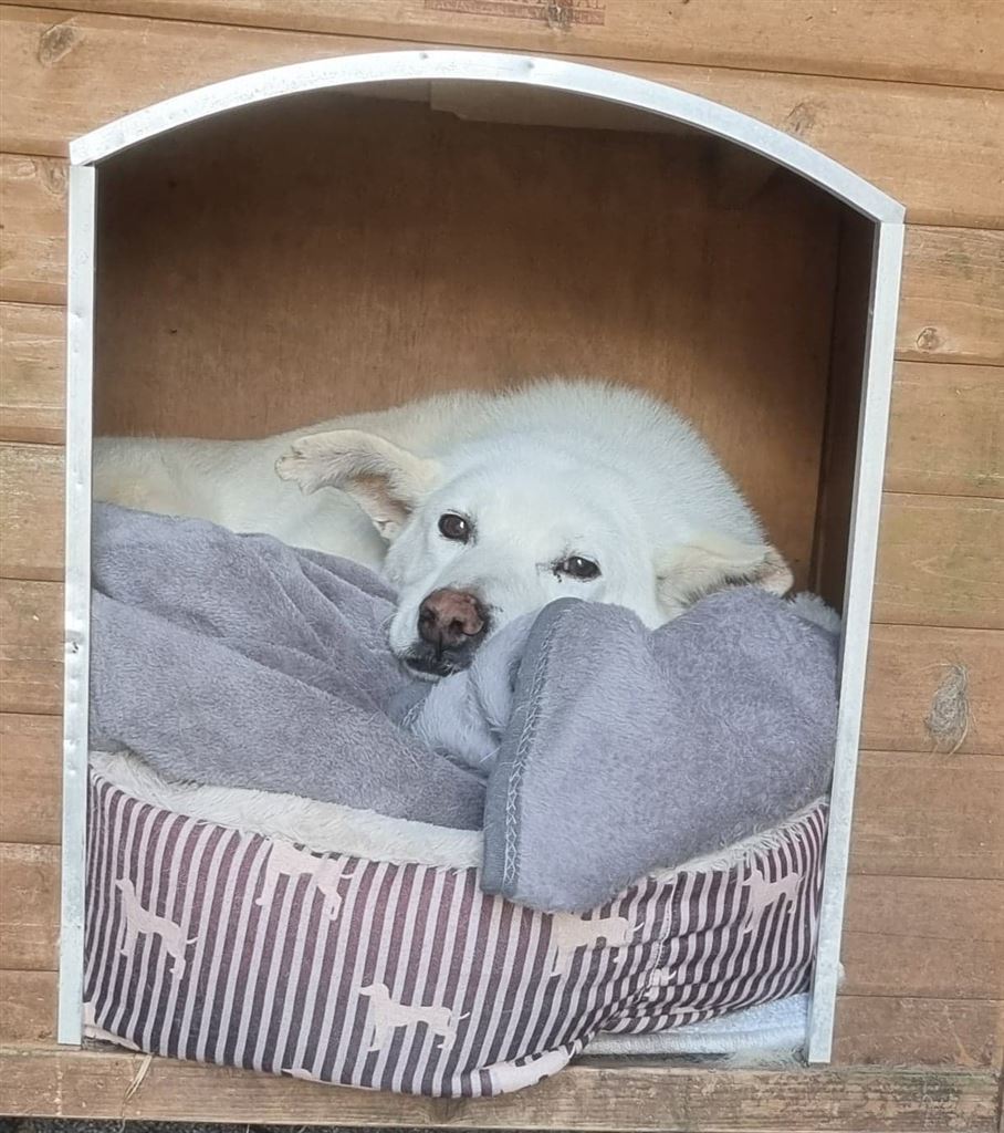 Pet Image