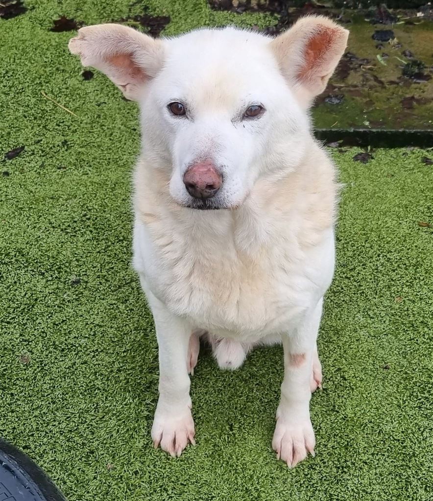 Pet Image