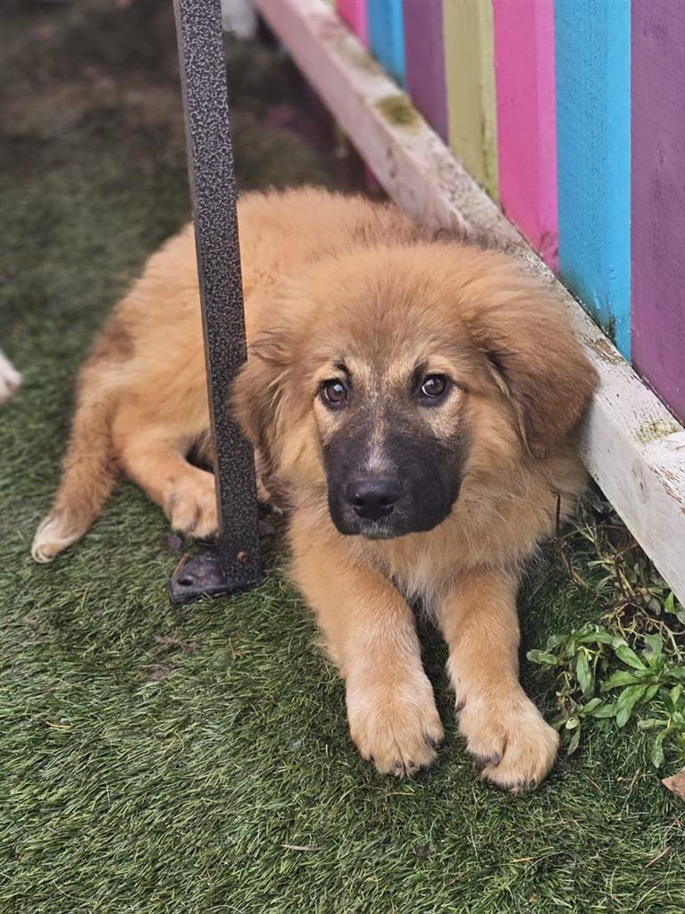 New dog listed for rescue at the Saving and Rehoming Strays - Star