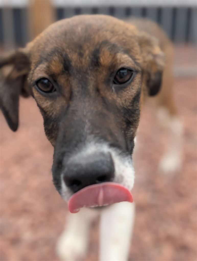 Pet Image