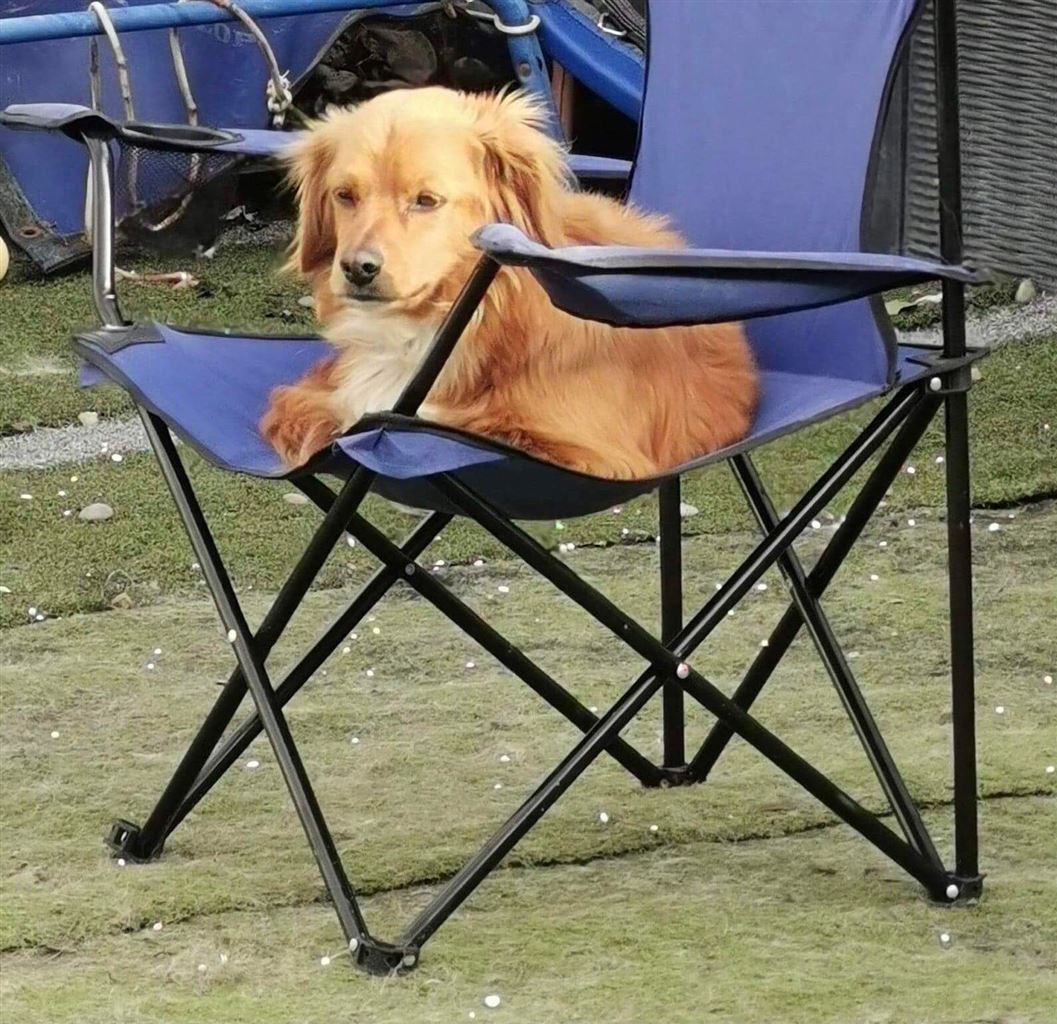 New dog listed for rescue at the Saving and Rehoming Strays - Goldie