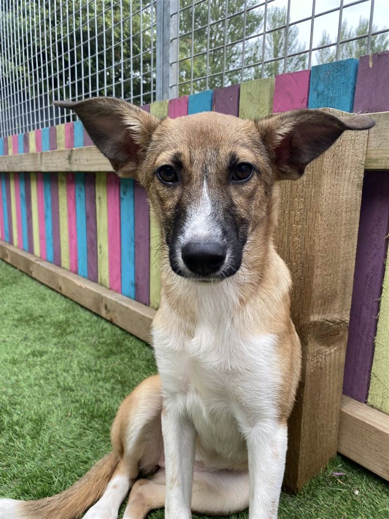 New dog listed for rescue at the Saving and Rehoming Strays - Dahlia
