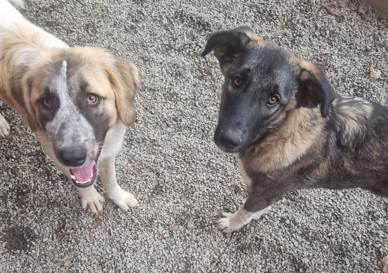 Pet Image