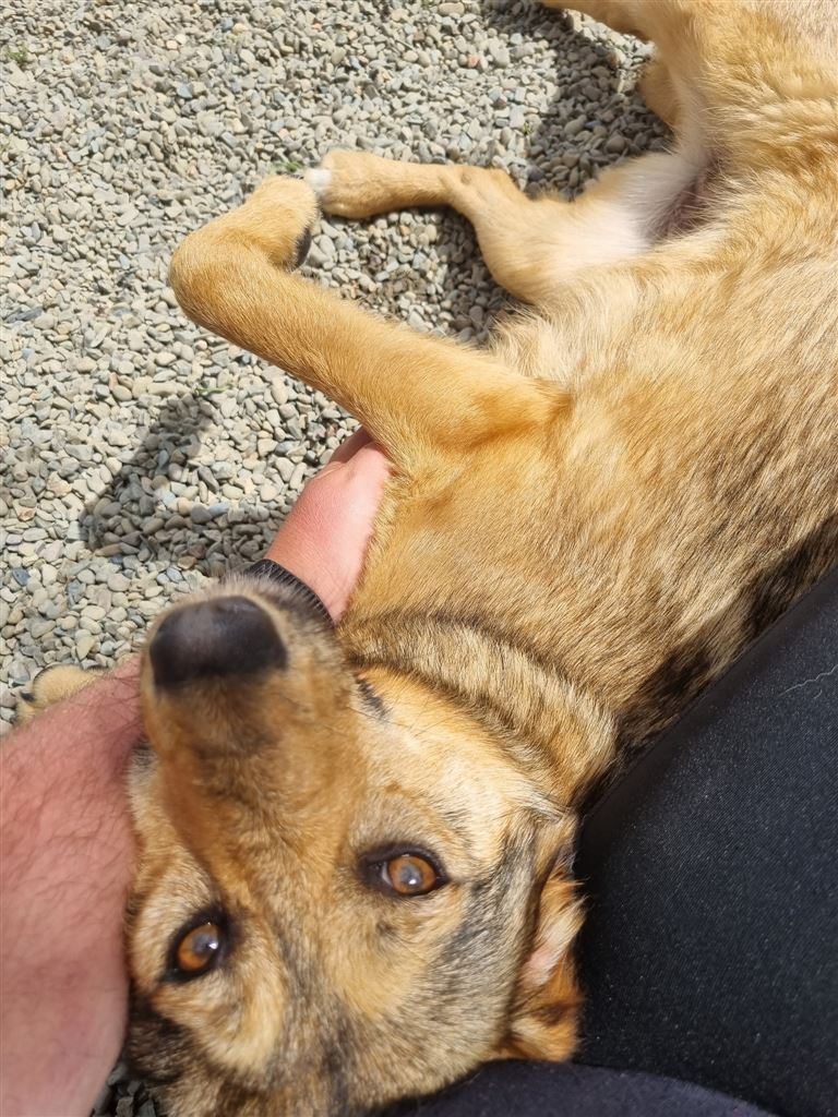 New dog listed for rescue at the Saving and Rehoming Strays - Tiggy