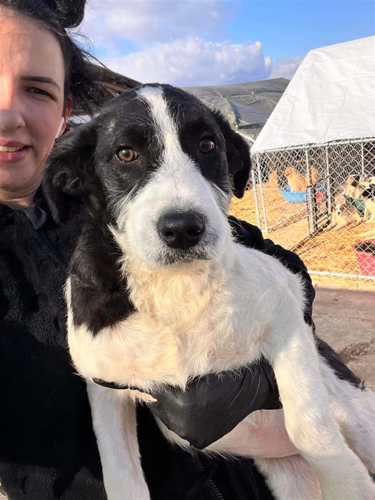 New dog listed for rescue at the Saving and Rehoming Strays - Spud