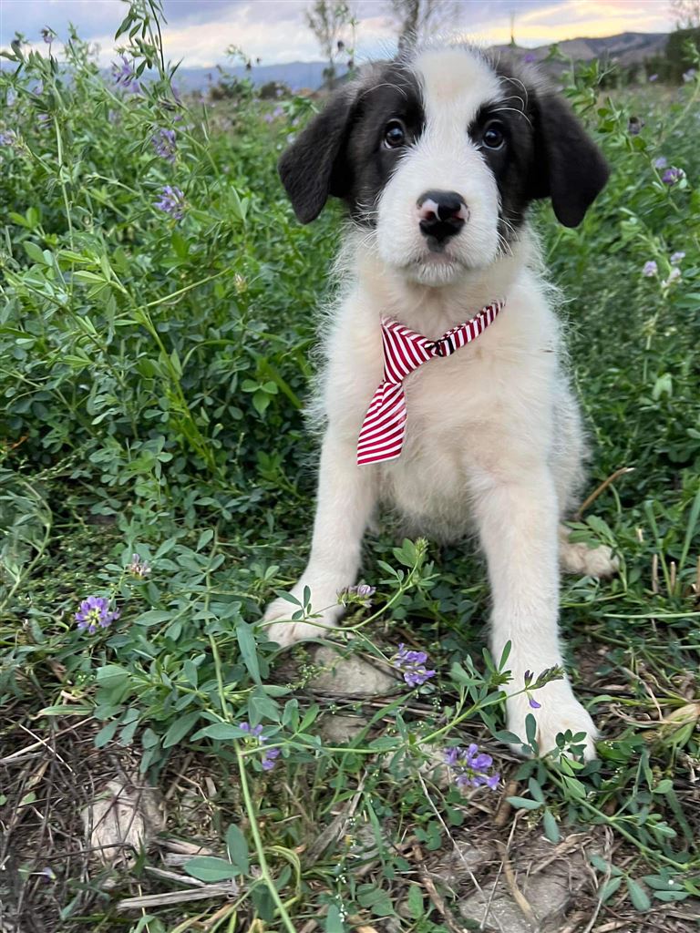 Pet Image