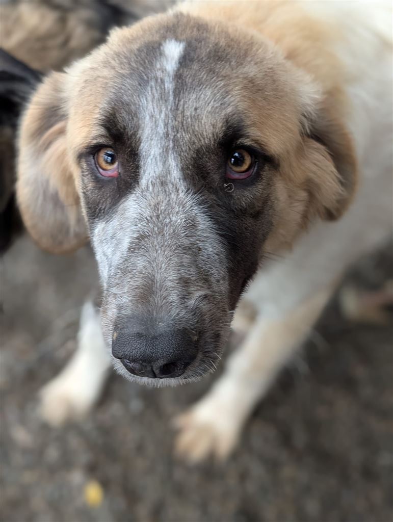 Pet Image