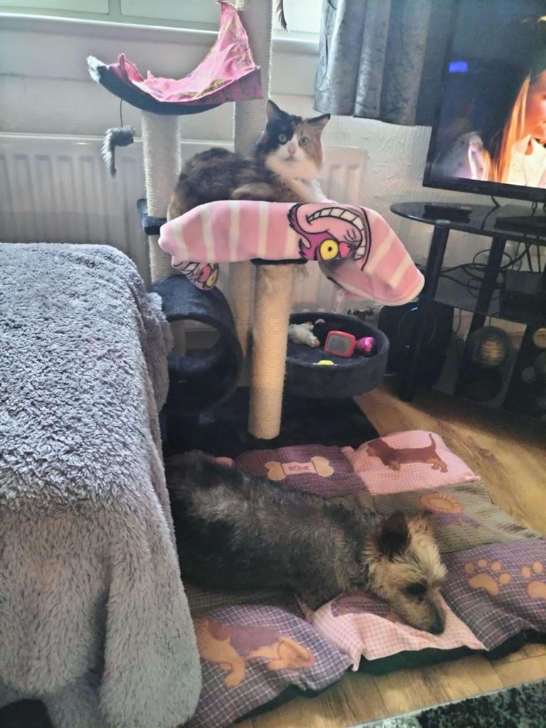 Pet Image