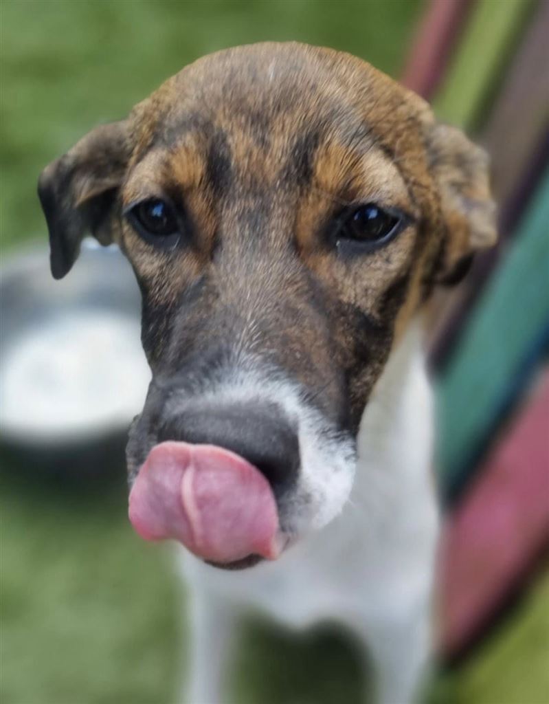 Pet Image