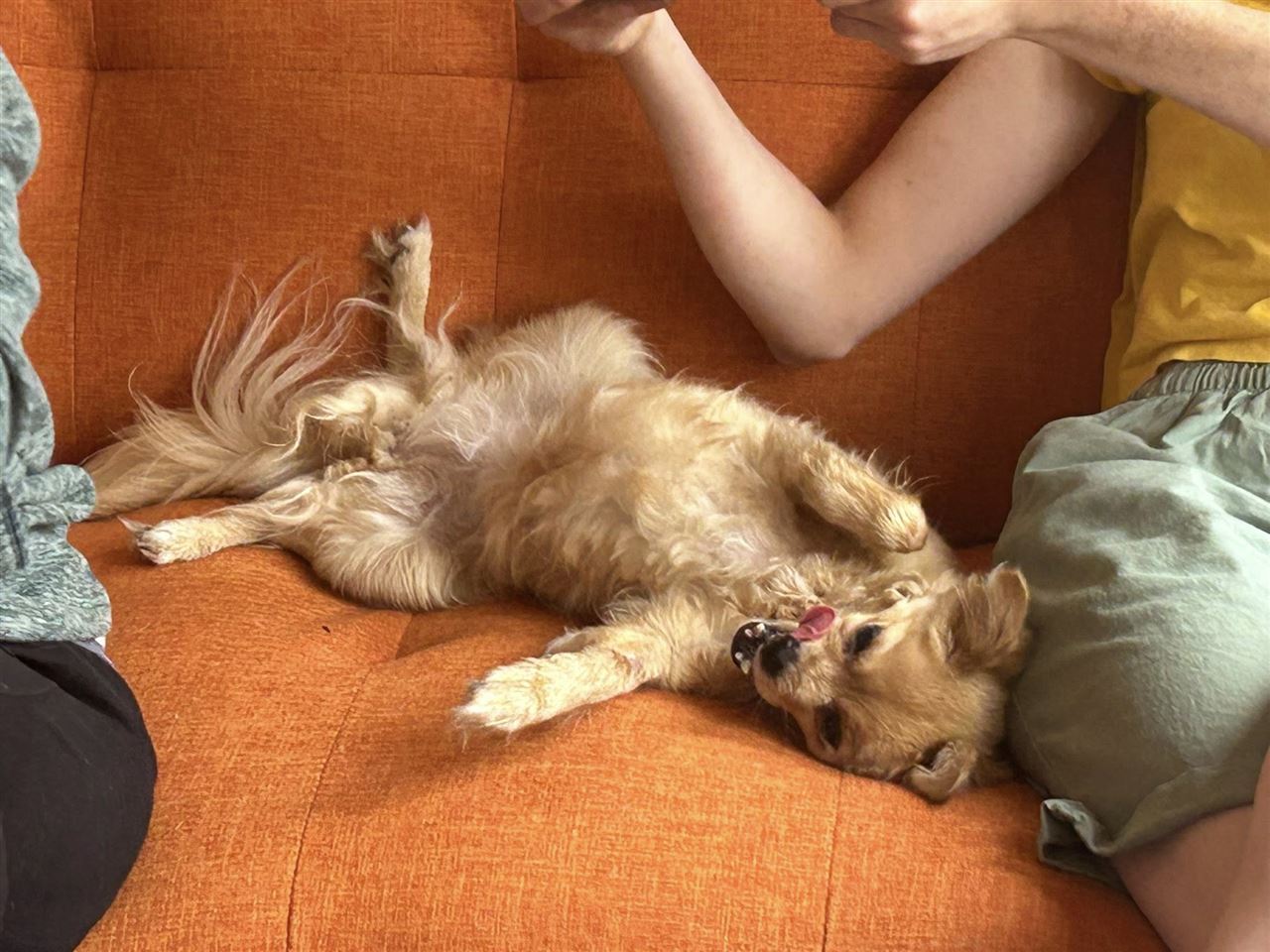 Pet Image