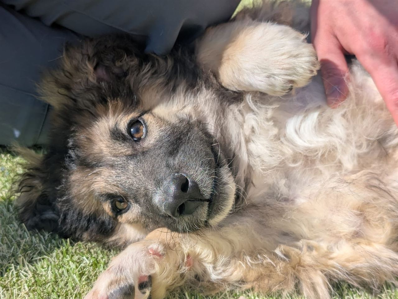 Pet Image