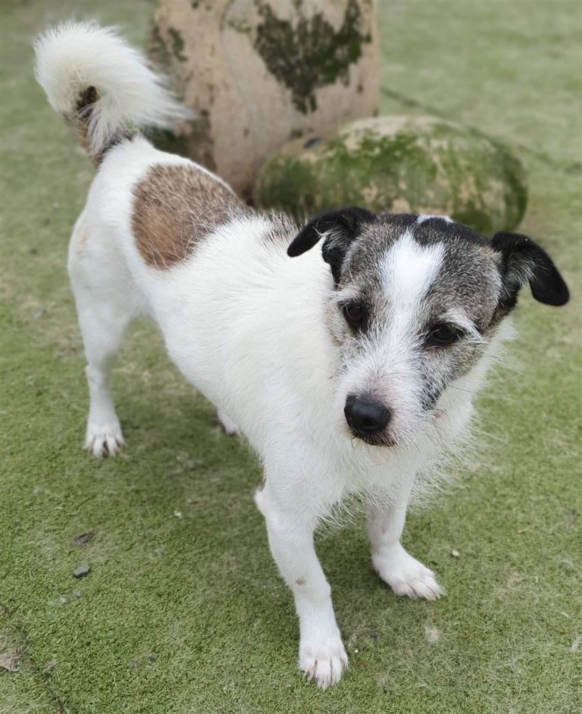 New dog listed for rescue at the Saving and Rehoming Strays - Demelza