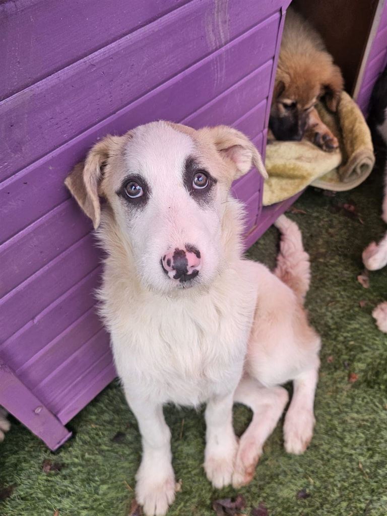 New dog listed for rescue at the Saving and Rehoming Strays - Holly