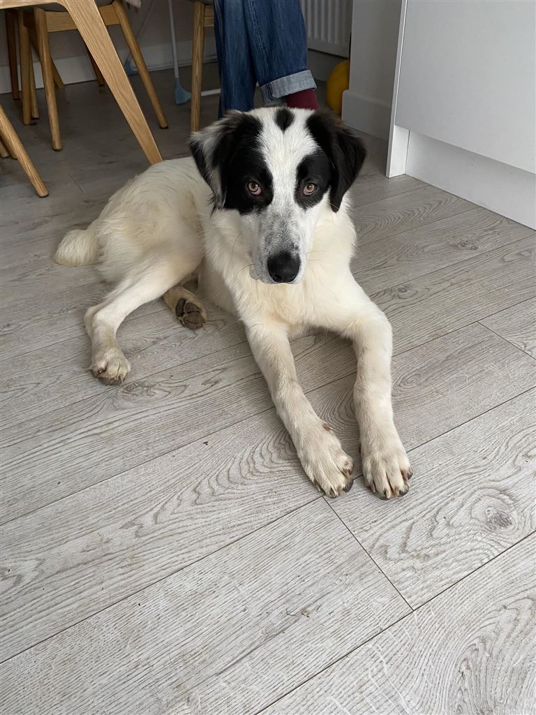 Pet Image