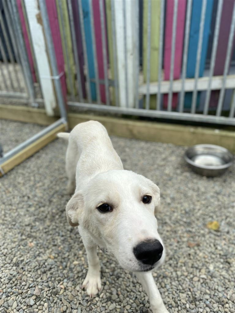 New dog listed for rescue at the Saving and Rehoming Strays - Blossom