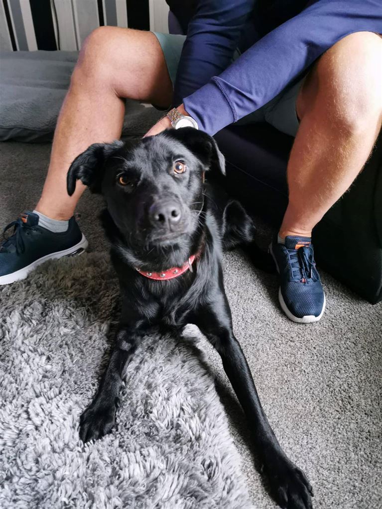 Pet Image