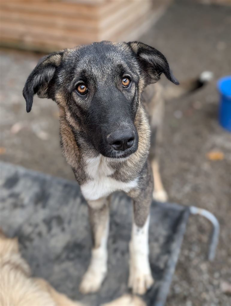 Pet Image
