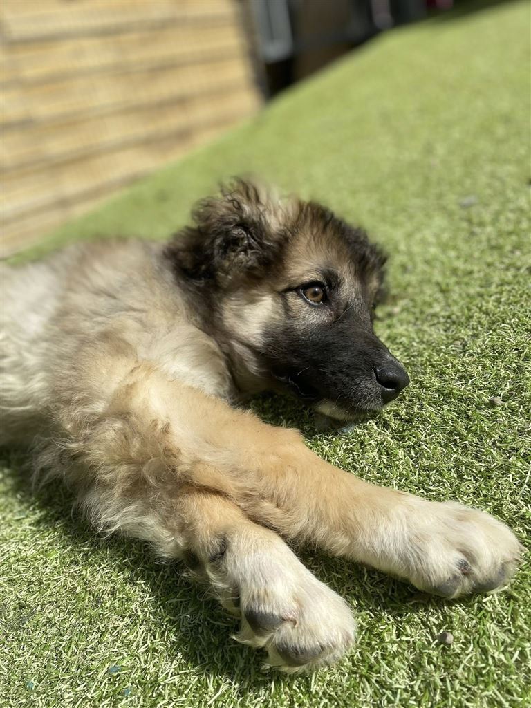 Pet Image