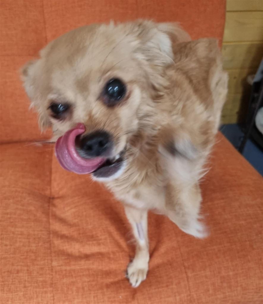 New dog listed for rescue at the Saving and Rehoming Strays - Bambi