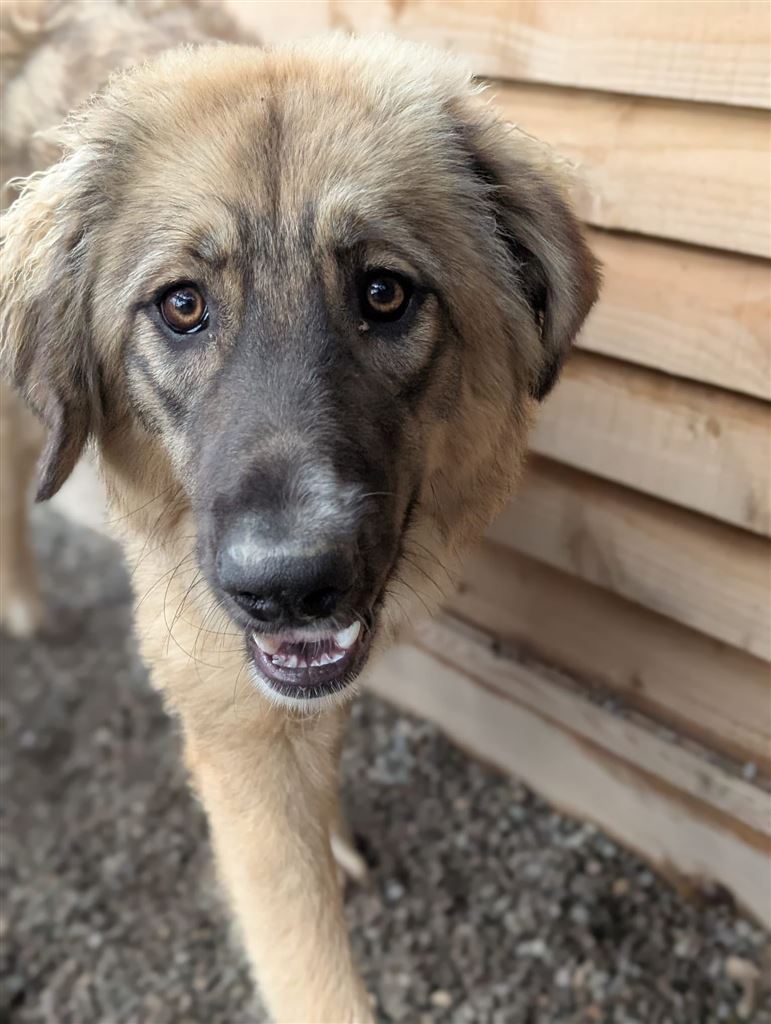 Pet Image