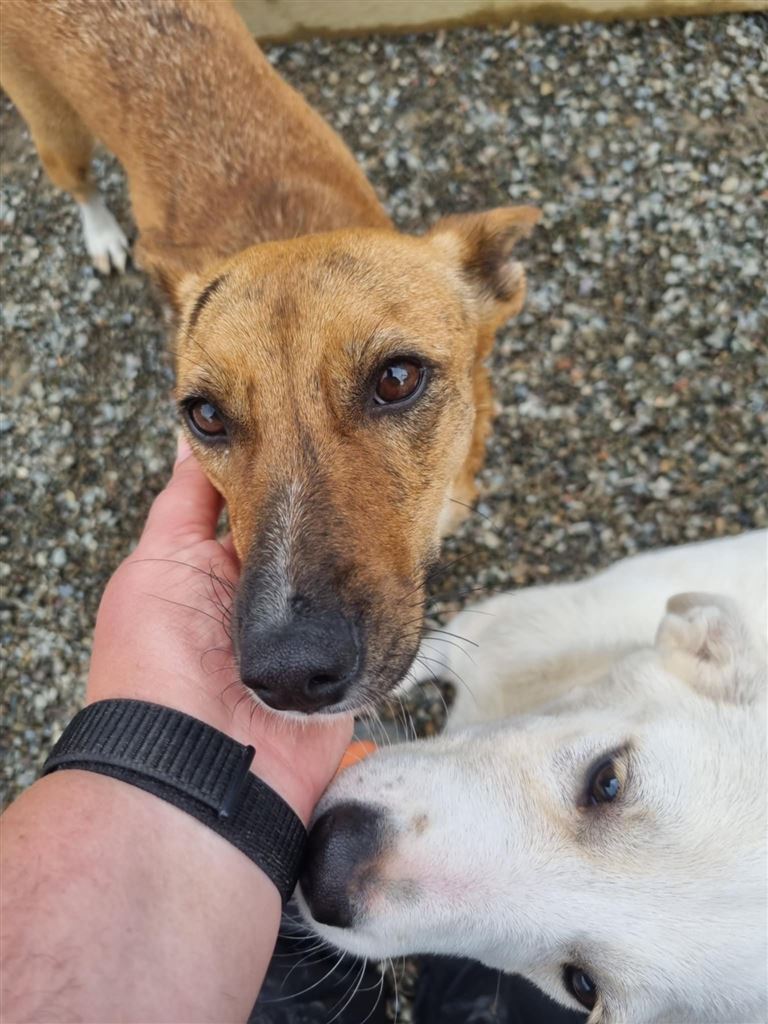 Pet Image