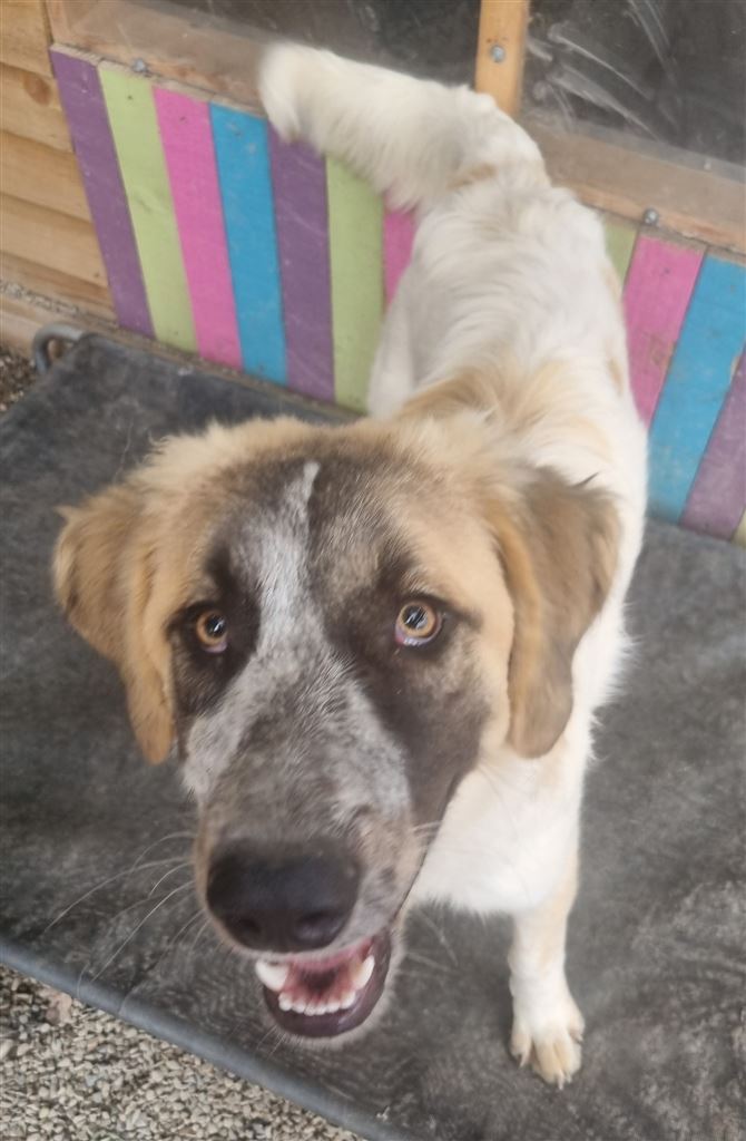 Pet Image