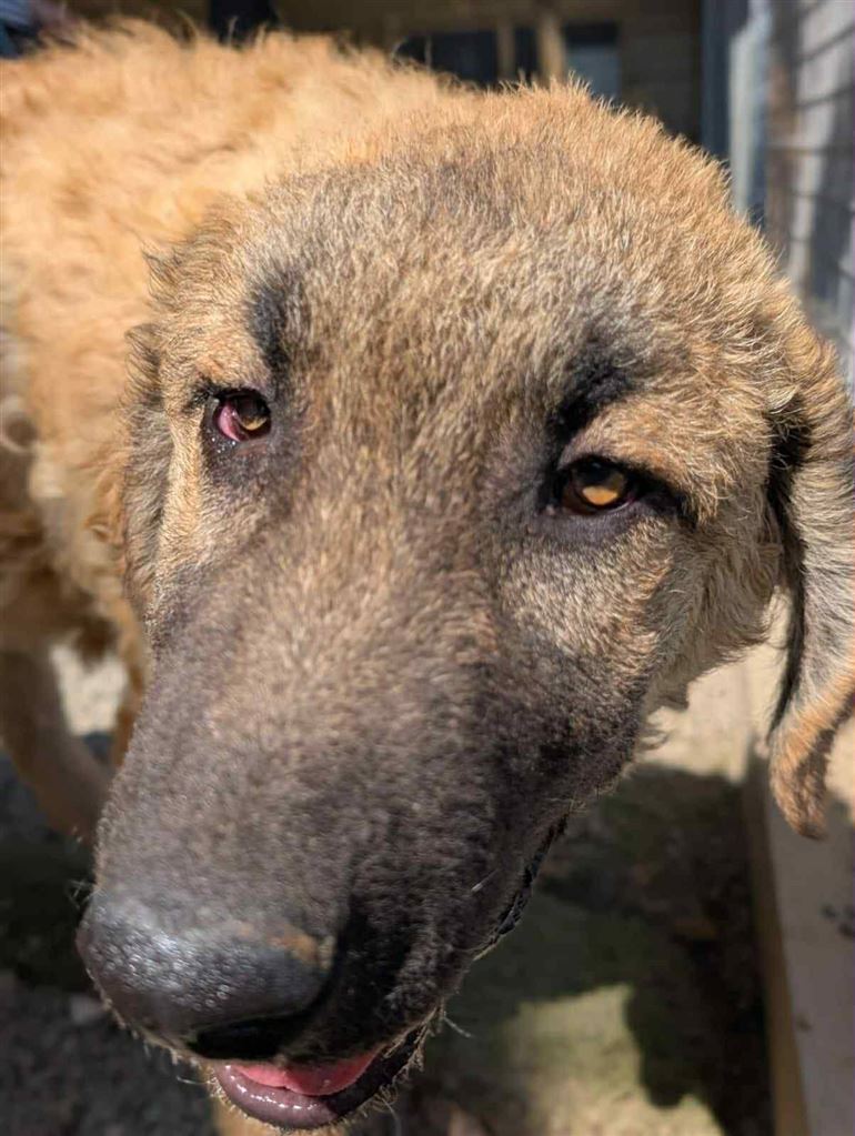 New dog listed for rescue at the Saving and Rehoming Strays - Fram - In Ayr Looking for a Home