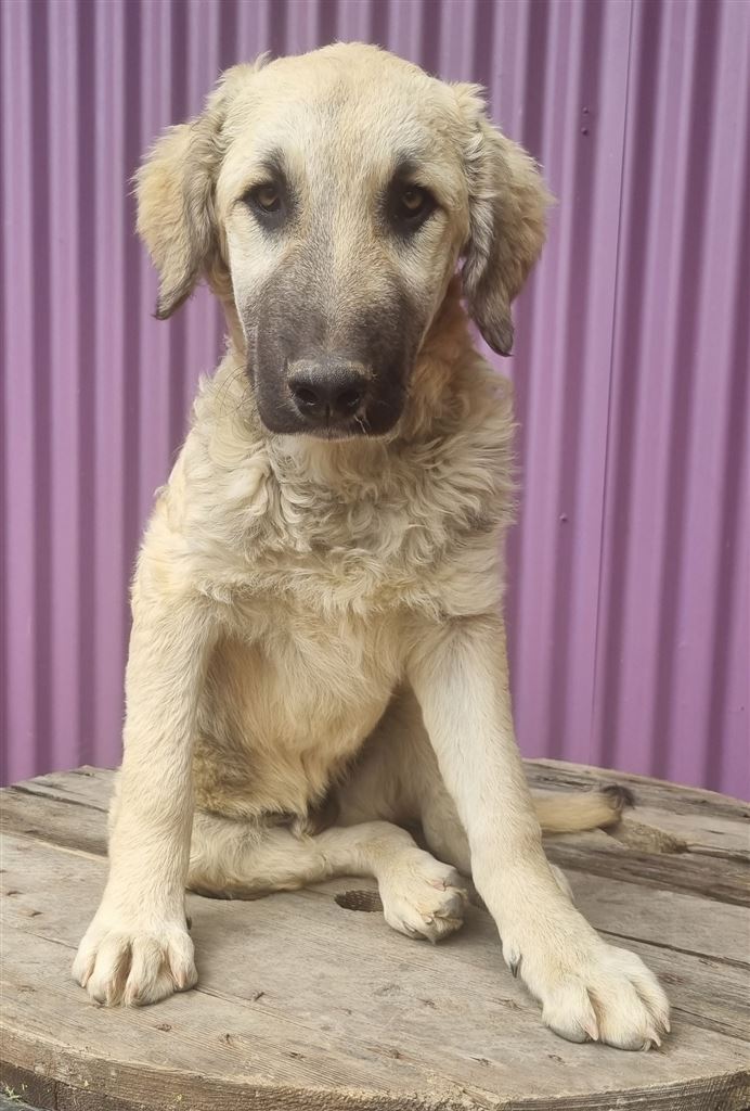New dog listed for rescue at the Saving and Rehoming Strays - Frank - in Ayr looking for a Home