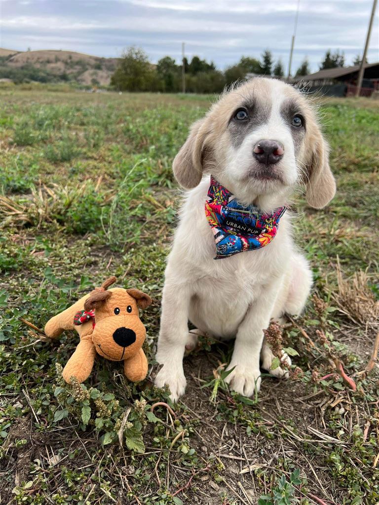 Pet Image