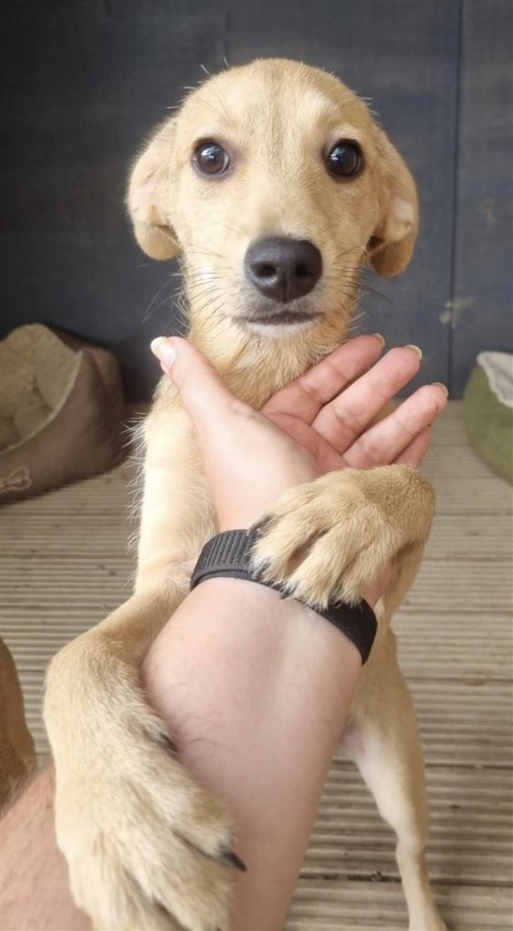 Pet Image
