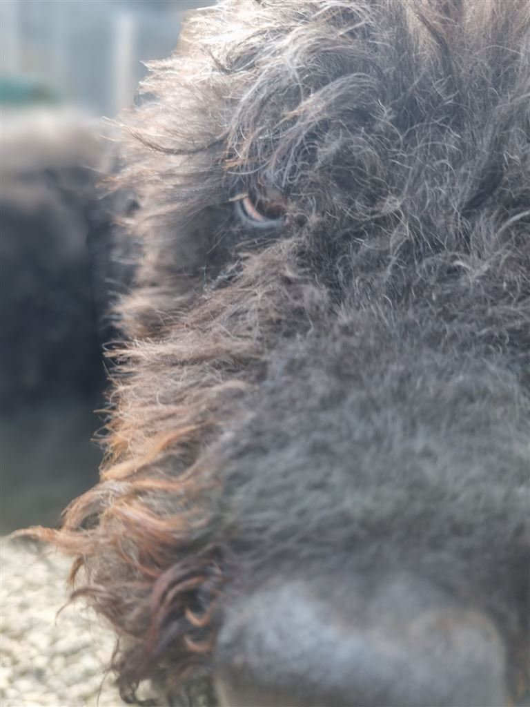 Pet Image