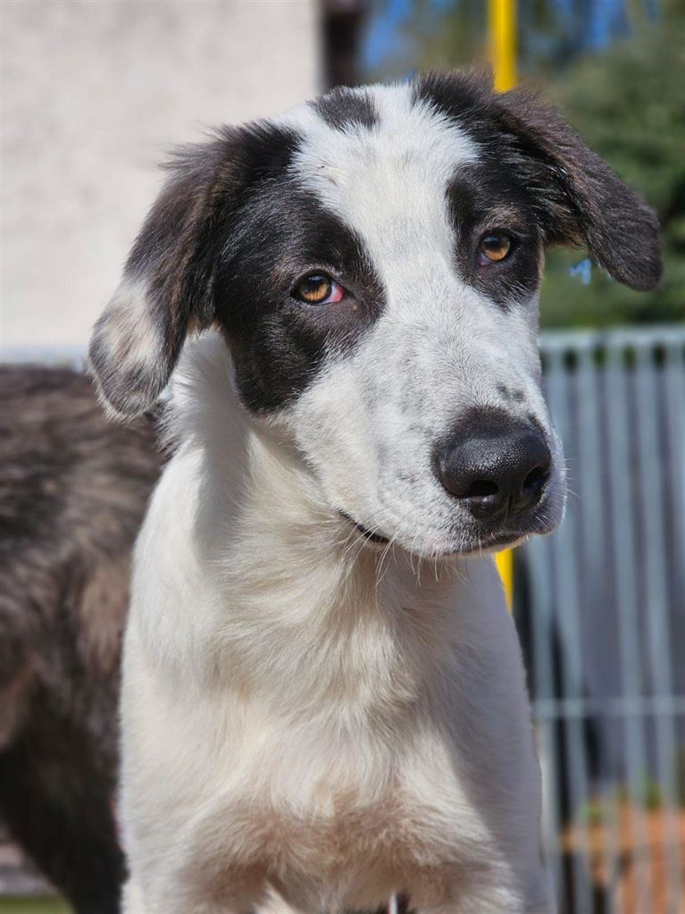 Pet Image