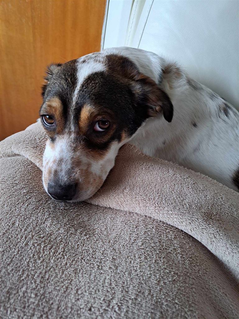 Pet Image