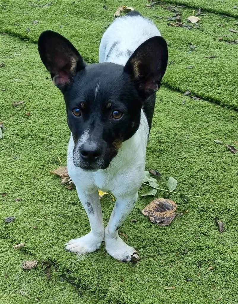 Pet Image