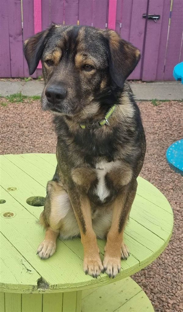 Pet Image