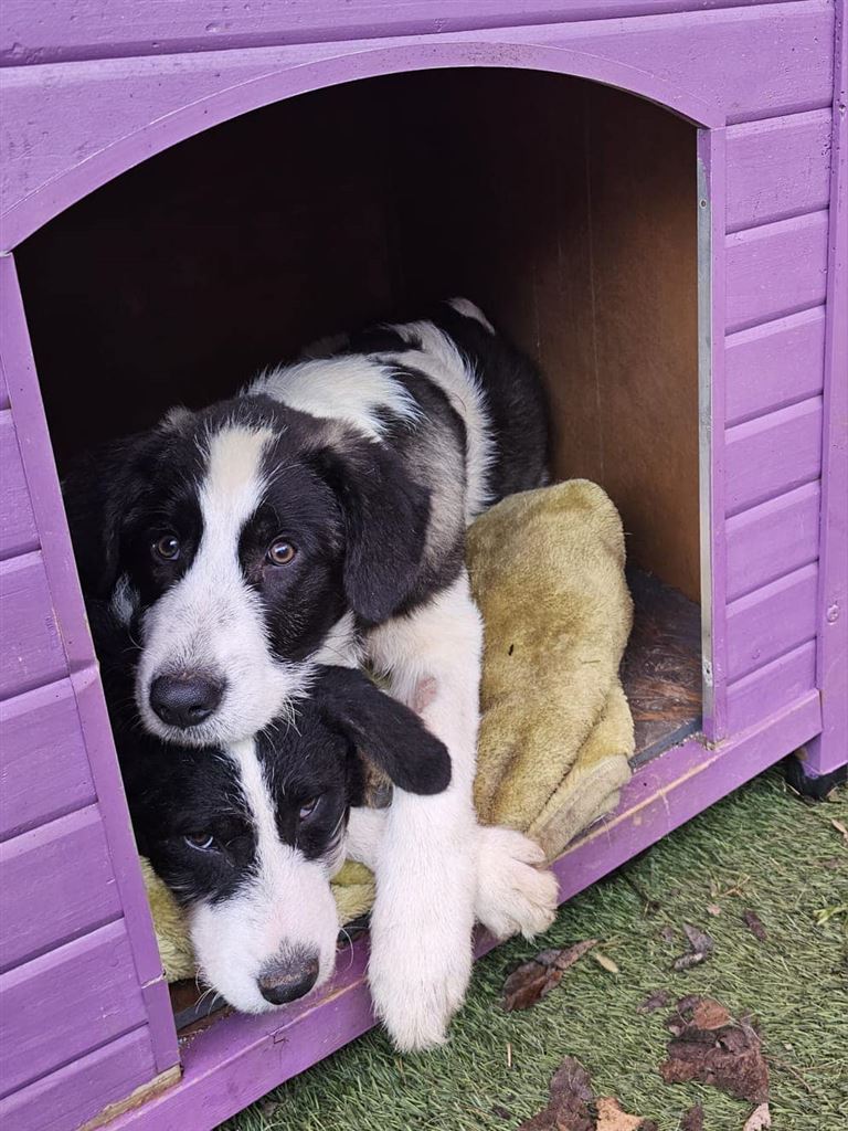 Pet Image