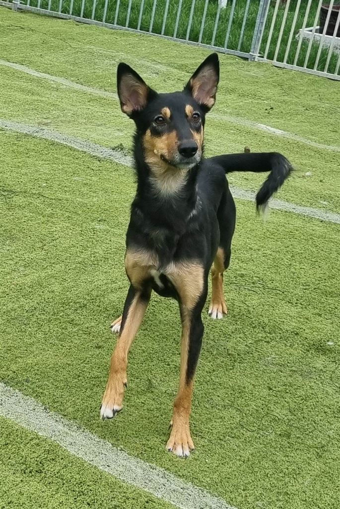 Pet Image