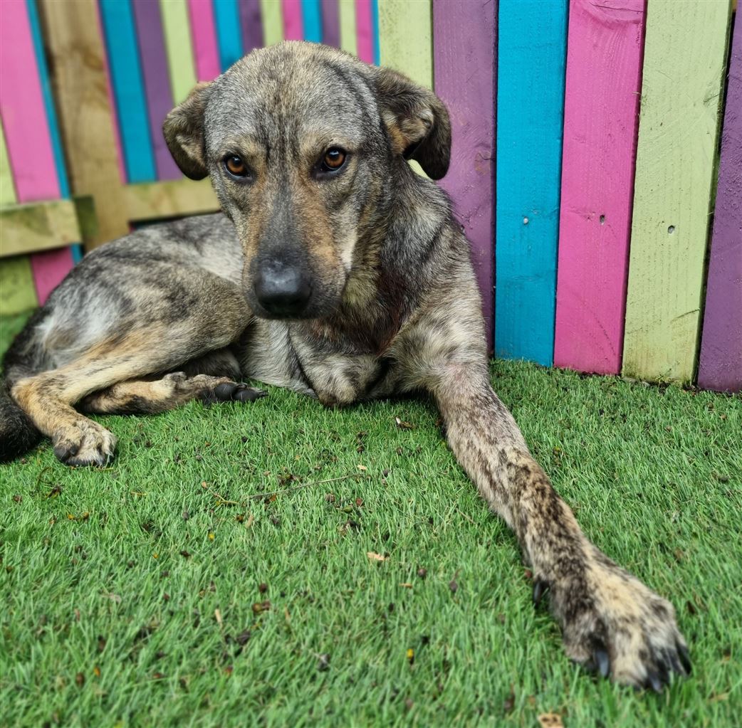 Pet Image