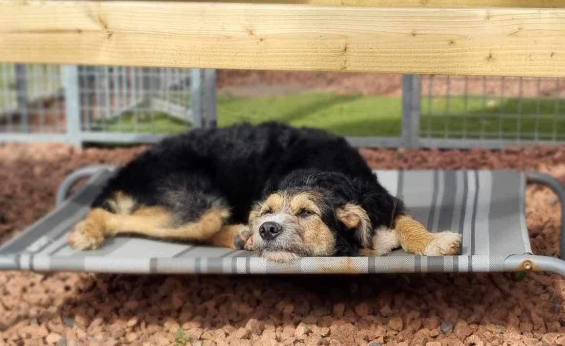Pet Image