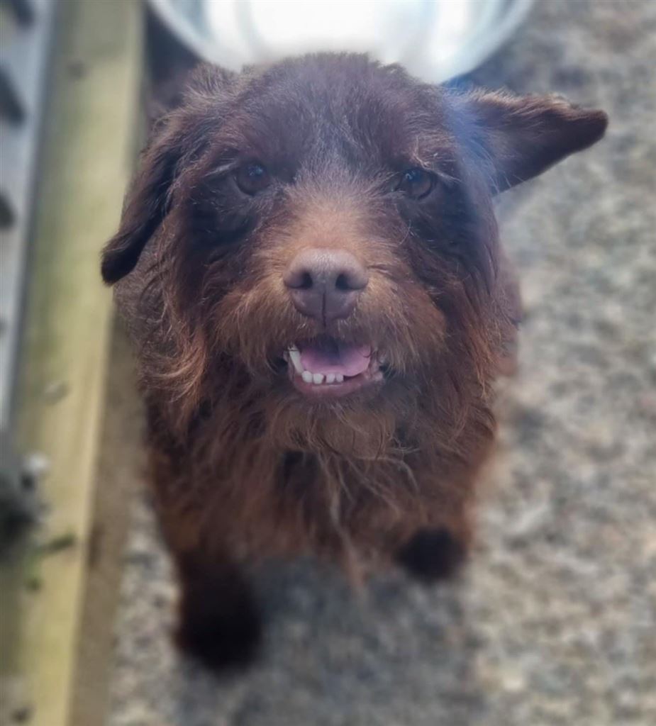 New dog listed for rescue at the Saving and Rehoming Strays - Boobie