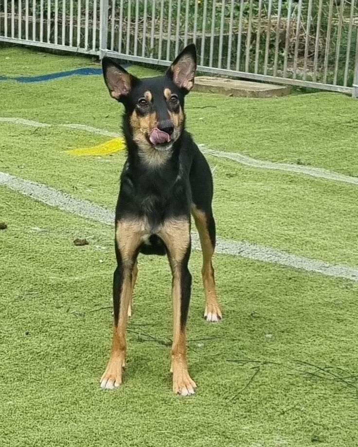 Pet Image