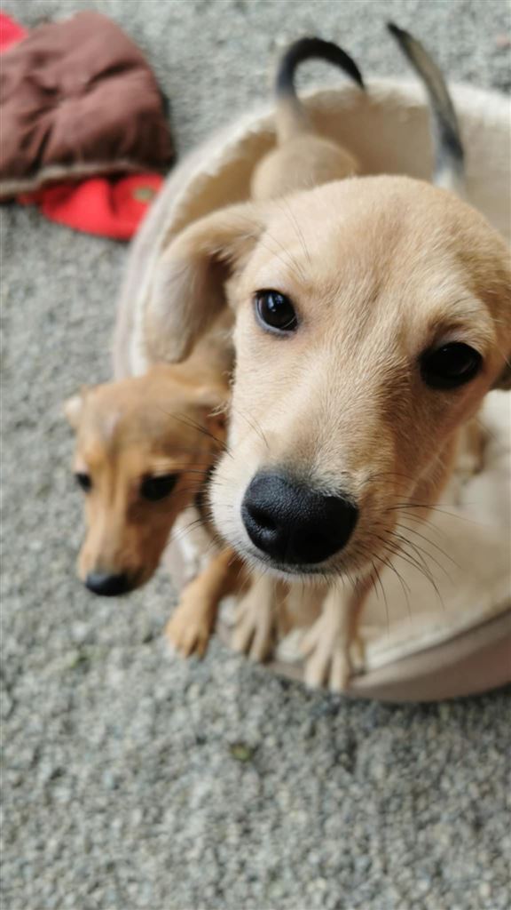 Pet Image