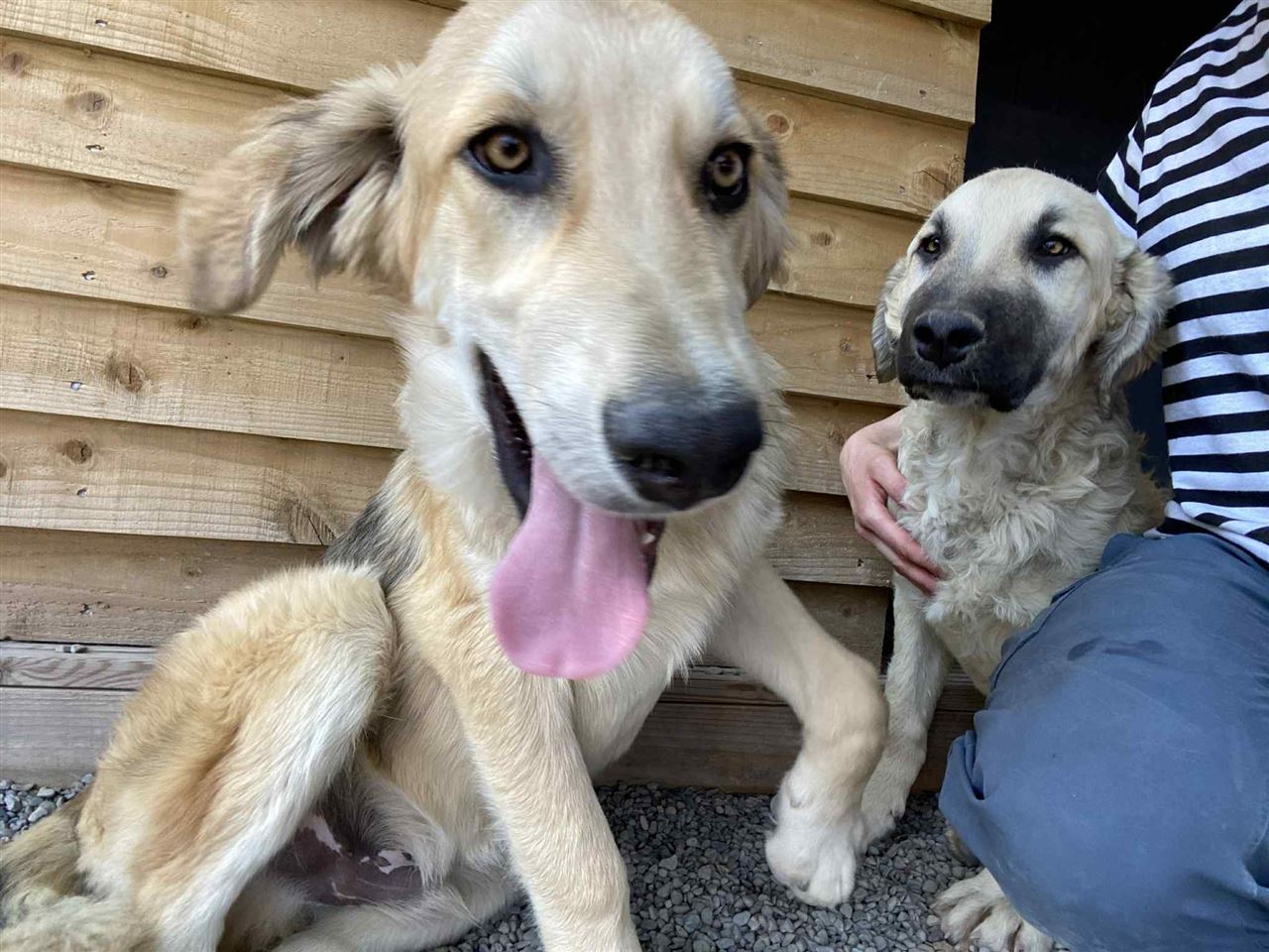 New dog listed for rescue at the Saving and Rehoming Strays - Fred - In Ayr Looking for a Home