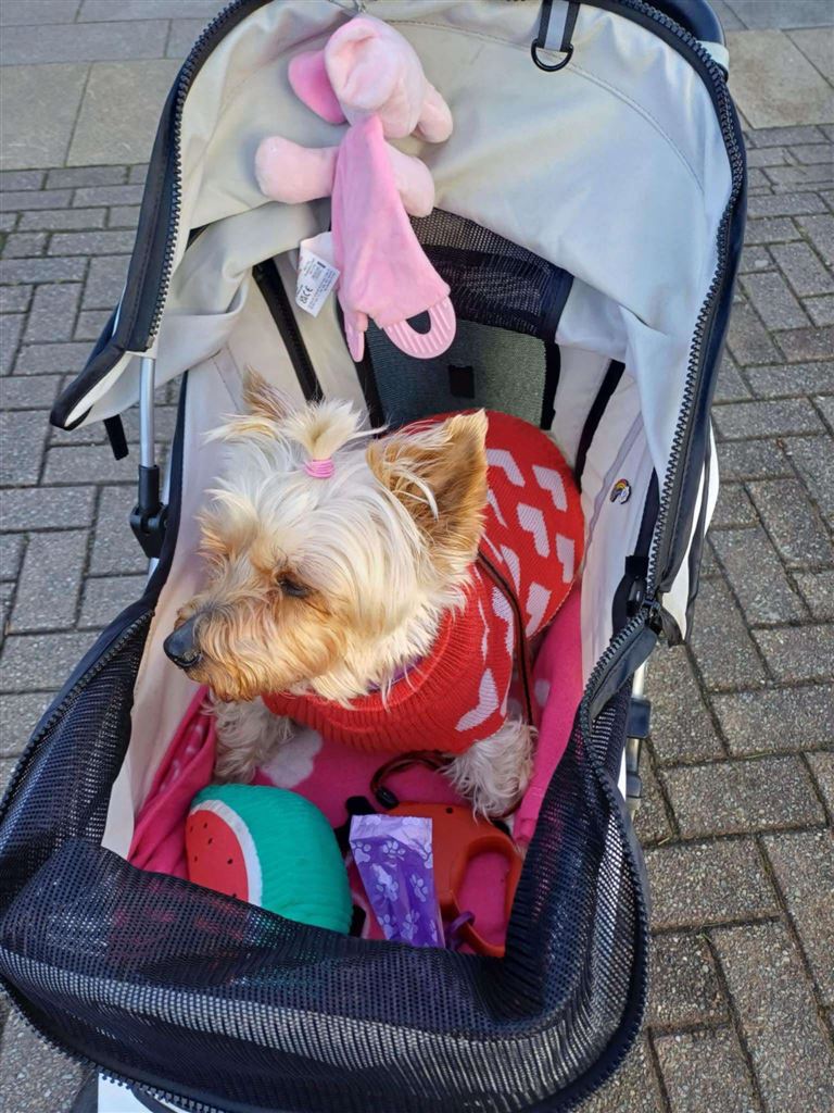 Pet Image