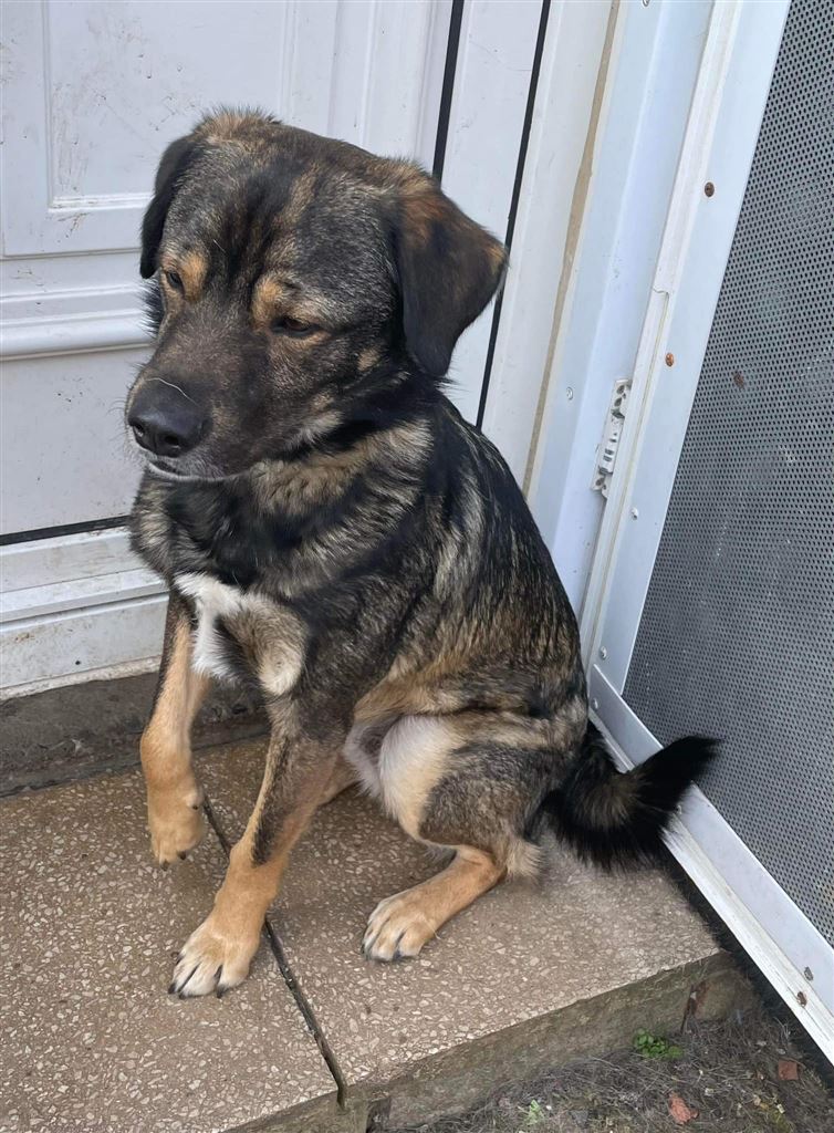 Pet Image