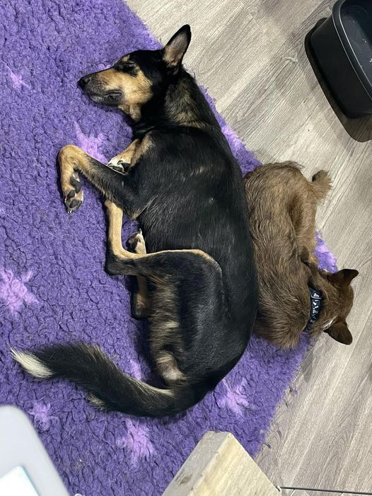 Pet Image