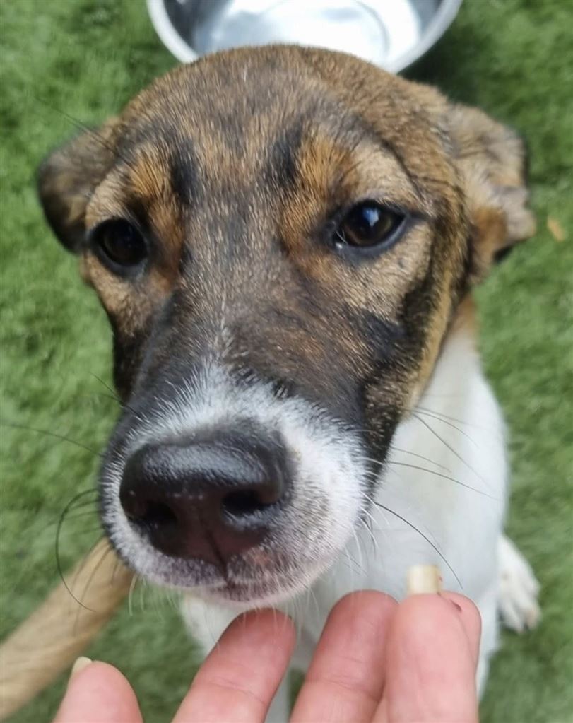 Pet Image