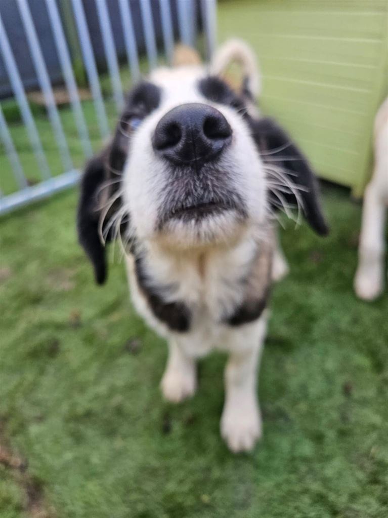 Pet Image