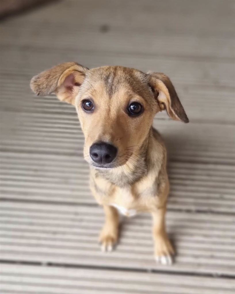 New dog listed for rescue at the Saving and Rehoming Strays - Poppy