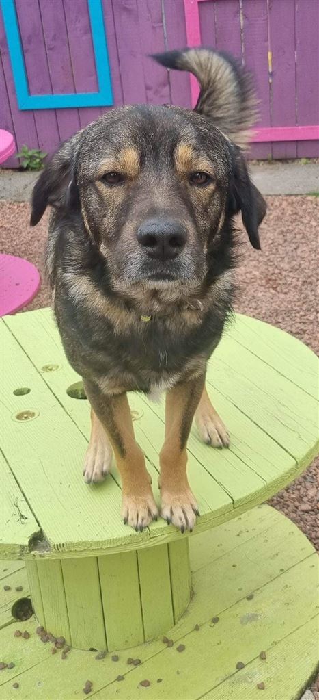 Pet Image